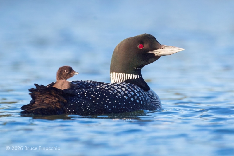 Young Common Loon Chick Rides On The Back Of Its Parent