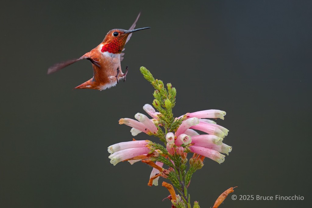With Wings Back And Feet Out, Male Allen's Hummingbird Prepares To Land On A Cape Heath Blossom