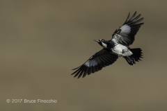 Acorn Woodpecker In Flight