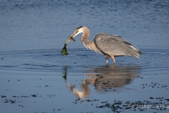Great Blue Heron Jettisons The Seaweed On Its Beak Tip While Keeping The Fish Firmly Held