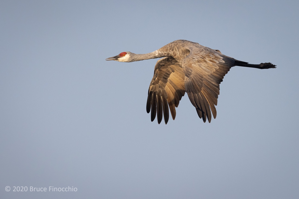 Sandhill Crane In Flight With Wings Down