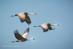 Flying Sandhill Cranes Flying Sandhill Cranes