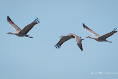Flying Sandhill Cranes Flying Sandhill Cranes