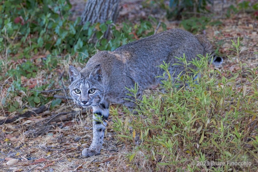 Mammal Photography Archives - Dream Catcher Images by Bruce Finocchio