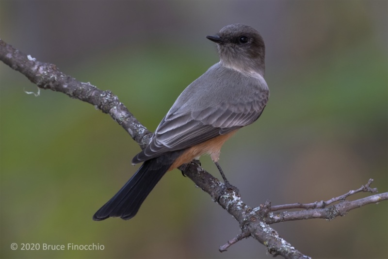 A Say's Phoebe Looks Over Its Shoulder While Perched On A Oak Branch