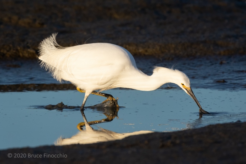 A Striking Snowy Egret At The Moment Of Capture