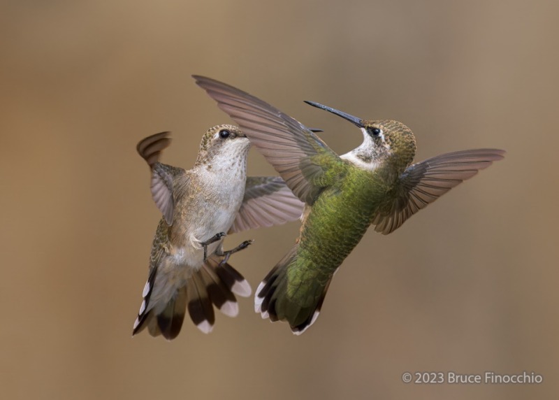 Aerial Confrontation and Conflict Between Female Black-chinned Hummingbirds