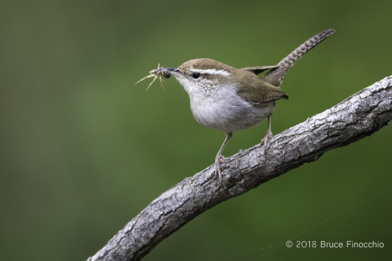 Bewick\'s Wren With Spider In Its Beak
