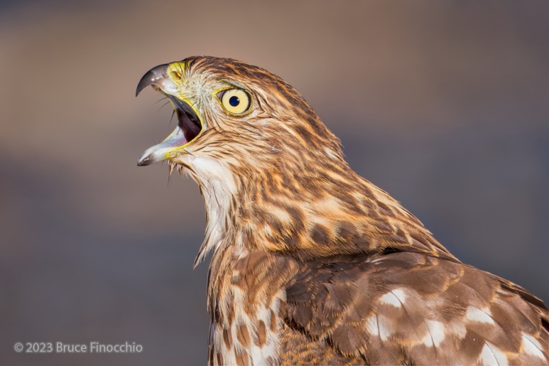 Female Cooper\'s Hawk Opens Mouth Wide