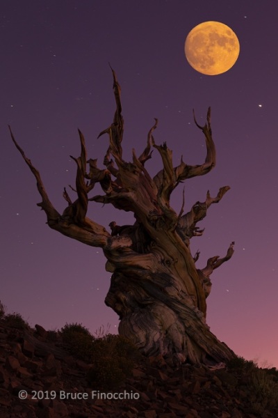 Full Moon Over Ancient Bristlecone Pine