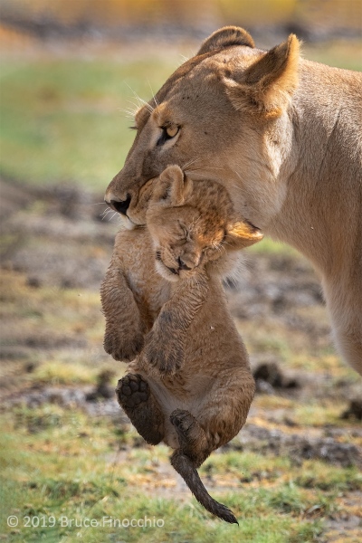 Lioness With Cub In Her Mouth