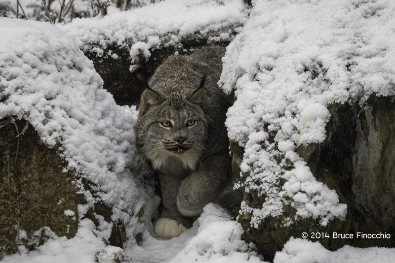 Lynx Peers Between Two Rocks