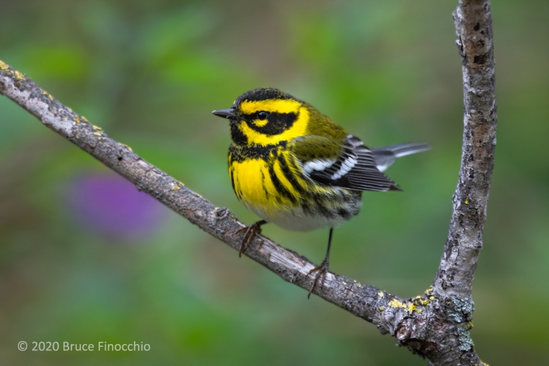 Male Townsend\'s Warbler Perched Between Branches