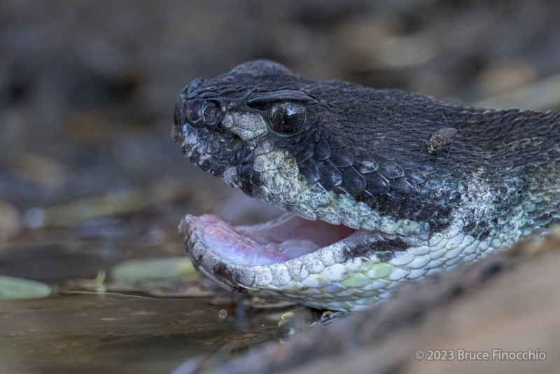Northern Pacific Rattlesnake Opens Its Mouth Capture The Cool Air Of The Water