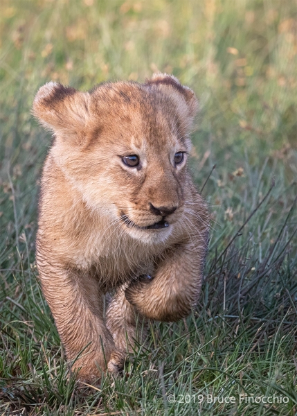 One Of Eleven Ndutu Marsh Pride Cubs Running Back To Mother