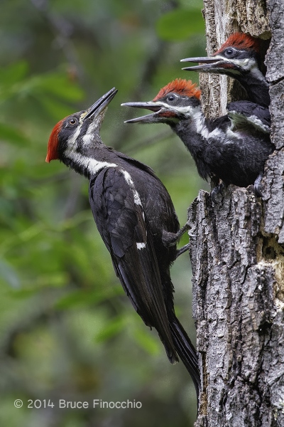 Pileated Woodpeckers Chicks Beg Mother For More Food