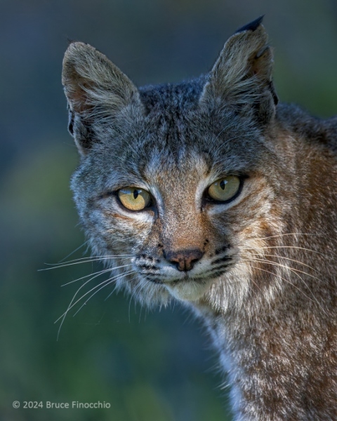 Portrait Of A Male Bobcat