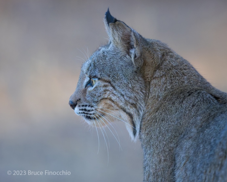 Side Profile Portrait Of A Male Bobcat With An Intense Stare