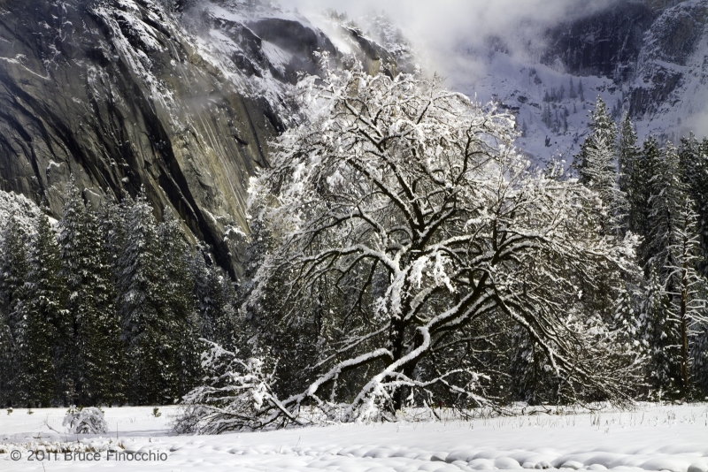 Snowy & Majestic Black Oak