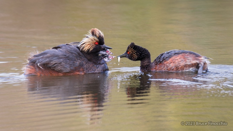 Two Eared Grebe Chicks Reach Out For Minnow Carried In Beak Of Parent