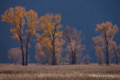 Cottonwood Leaves Glowing From A Low Setting Sun From Antelope Flats Road