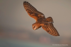 A Flying Barn Owl In The Early Light Of Sunrise