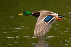 A Flying Male Mallard Duck With Wing Tip Touching The Water
