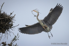 Great Blue Heron Bringing A Branch In Its Beak To Add To Nest