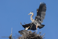 Male Great Blue Heron Landing With Female In The Nest
