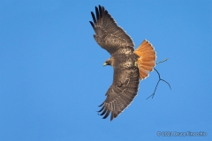 With Wings Spread A Red-tailed Hawk Flies Downward With A Stick In Its Talons