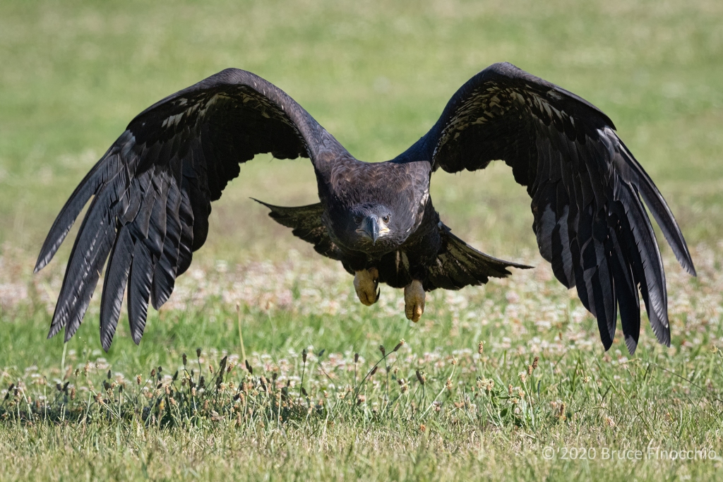 Juvenile Bald Eagle Beats Wings While Flying Low Over The Ground