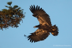 First Light Strikes A Juvenile Bald Eagle Flying Into A Redwood Tree
