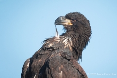 Within Its Beak A Juvenile Bald Eagle Preens A Single Feather