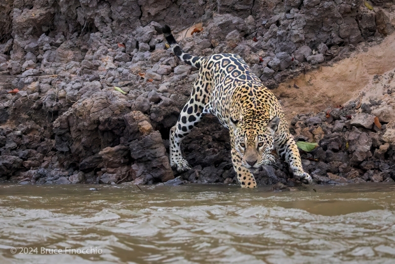 Along The Banks Of A Muddy Ciuaba River Tributary, A Female Jaguar Deciding To Enter Its Waters