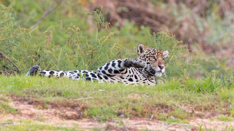 As A Female Jaguar Rolls Over She Intently Checks Out Her Surroundings