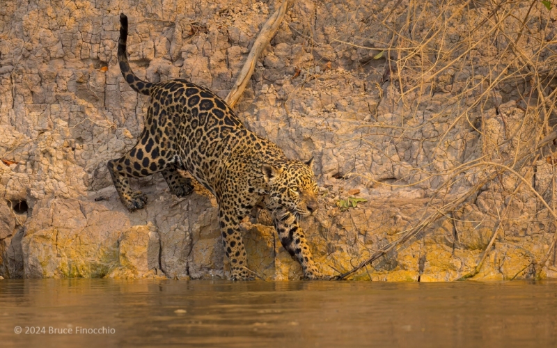 As She Looks Downstream, A Female Jaguar Steps Off The Bank Into The River