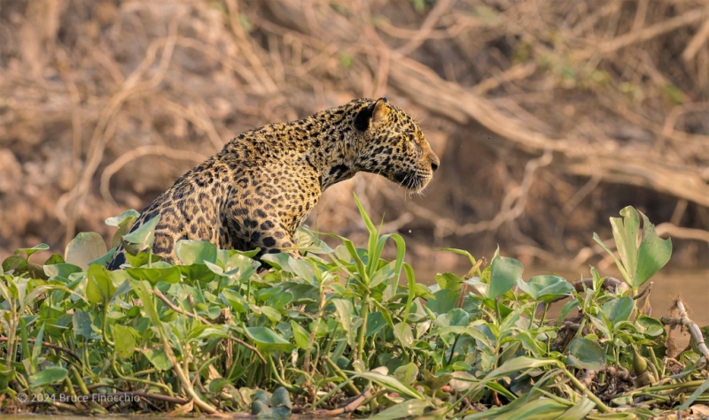 Female Jaguar Intently Looks Past The Edge of Water Hyacinth Floating Patch For A Caiman