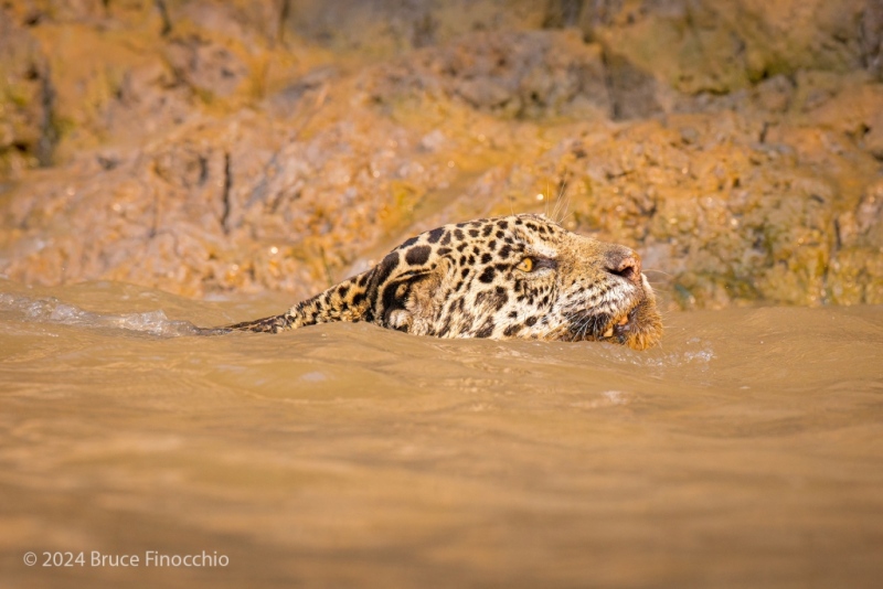 Female Jaguar Keeps Her Head Above The Turbulent Water As She Swims