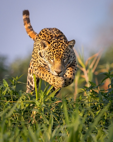 Female Jaguar Leaps Into Water Hyacinth To Surprise A Hidden Caiman