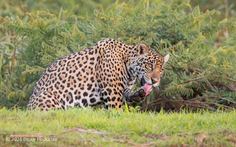 Female Jaguar Uses Long Pink Tongue To Lick Off The Top Of Her Paw
