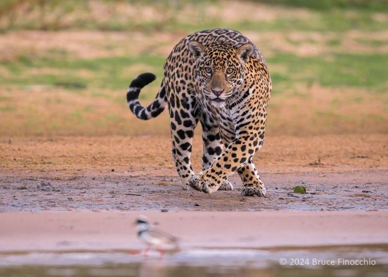 Female Jaguar's Cat Instincts Kick In As A Pied Lapwing Walks In Front Of Her