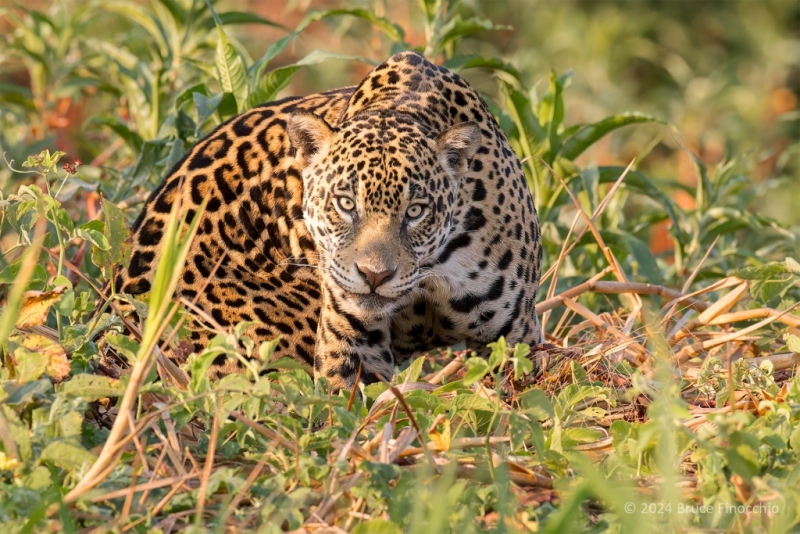 Looking Into The Eyes Of A Female Jaguar In Her Water Hyacinth Habitat