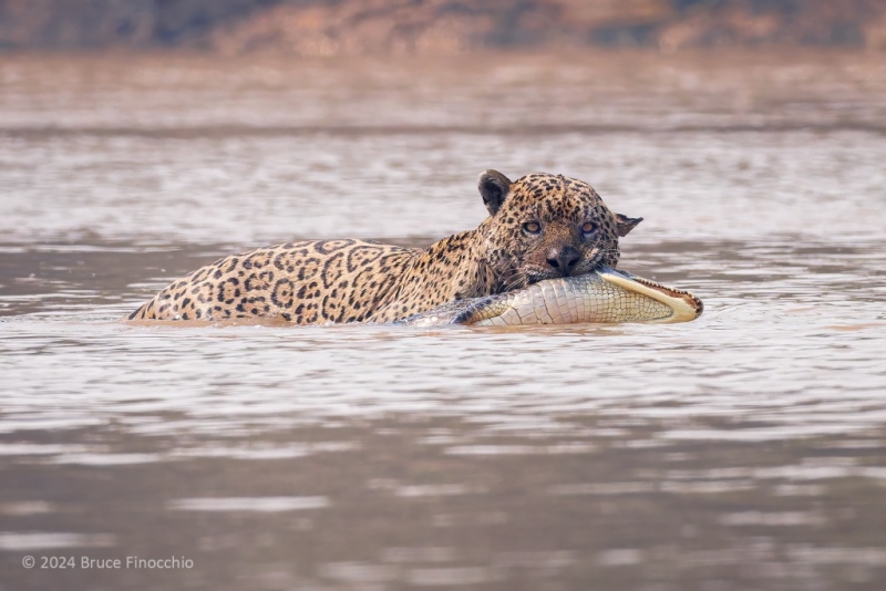 Male Jaguar Cross A Tributary Of The Cuiaba River With A Caiman In His Jaws