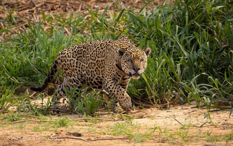 Male Jaguar On The Hunt Along The A River Bank