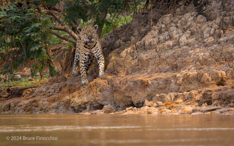 Male Jaguar Pauses His Walk Along A River Bank To Look Downstream