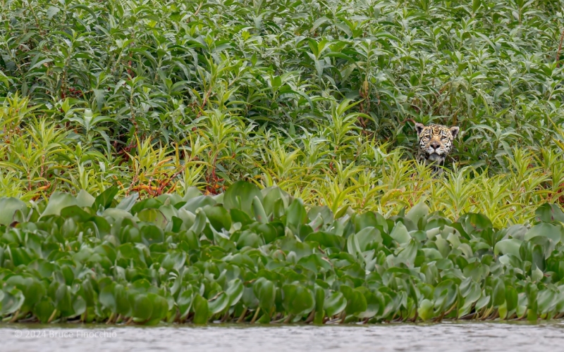 Male Jaguar Pops His Head Out Of The River Vegatation