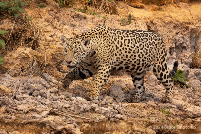 Male Jaguar Walking Along A Crumbled River Bank