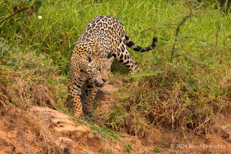 Male Jaguar Walks Down A Crumbling River Bank