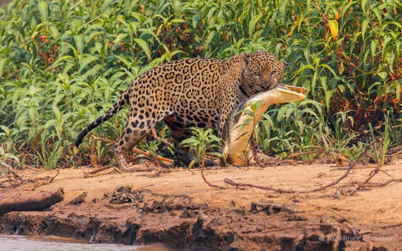 Male Jaguar With Caiman In His Jaws Recently Caught Along The River Bank