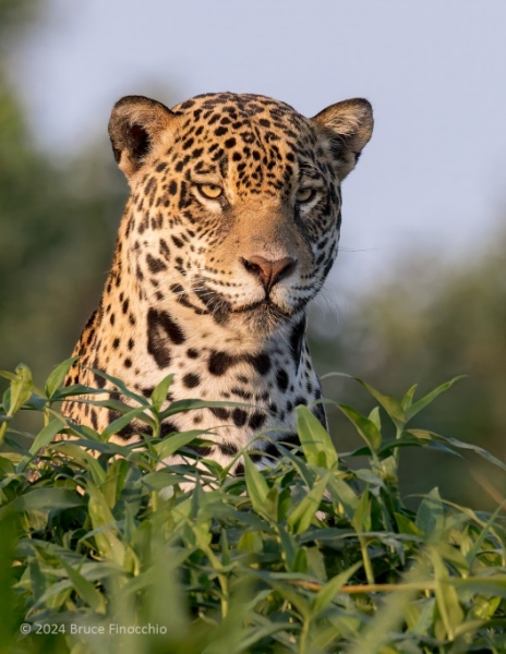 The Intense Stare Of A Huntress, A Female Jaguar Portrait